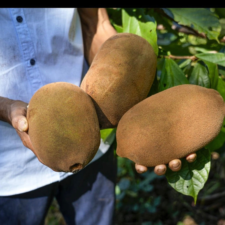 NATURAL CREAMY Cupuaçu - EKOS - 4X100g - Vegan